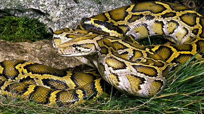 Indian Python, python molurus
